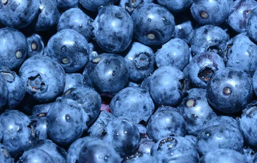 antioxidant Polyphenols blueberry health free radical inflammation